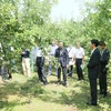 Đoàn công tác của Đại sứ quán Việt Nam đến tham quan các trang trại trồng táo của tỉnh Aomori. (Ảnh: Gia Quân/Vietnam+)