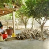 Nuôi vịt trở thành một trong những hướng thoát nghèo bền vững đối với các gia đình ở xã Minh Hương, Hàm Yên, Tuyên Quang. (Ảnh: Văn Tý/TTXVN)