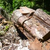 Những cây gỗ nghiến hàng trăm năm tuổi đã bị lâm tặc đốn hạ không thương tiếc. 