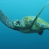 Rùa biển. (Nguồn: fineartamerica.com)