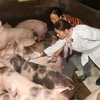 Nhân viên Thú y tiêm vắcxin phòng dịch bệnh cho đàn lợn nuôi quy mô hộ gia đình. (Ảnh: Đình Huệ/TTXVN)