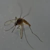 Virus Zika lây truyền qua muỗi Aedes aegypti.(Nguồn: AFP)