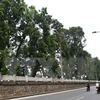 Hàng cây xà cừ trên đường Kim Mã sắp bị di dời. (Ảnh: Minh Quyết/TTXVN) 