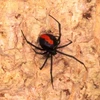 Một con nhện lưng đỏ. (Nguồn: Alamy)