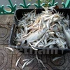 Cá chết ở Hồ Tây. (Ảnh: Việt Phương/Vietnam+)