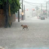 Bão Matthew gây mưa lớn ở Jamaica trước khi đổ bộ vào Cuba. (Nguồn: USA Today)