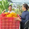 Đóng thùng hoa lan Mokara xuất đi các nơi tiêu thụ. (Ảnh: Nguyễn Thành/TTXVN)