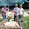 (Ảnh: Công Tường-Phan Quân/Vietnam+)