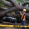 Cây đổ đè lên xe hơi khi bão Otto đổ bộ và Panama. (Nguồn: EPA)