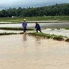 Nông dân huyện Hoài Ân, Bình Định ra kiểm tra các đồng lúa vừa gieo sạ bị ngập lũ để tìm các biện pháp hạn chế thiệt hại do mưa lũ gây ra. (Ảnh: Trần Lê Lâm/TTXVN)