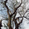 Bắc Ninh: Tạm dừng khai thác cây gỗ sưa 200 tuổi tại Đông Cốc