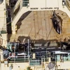 Nhóm hoạt động chống săn bắt cá voi Sea Shepherd đã công bố bức ảnh của một con cá voi đã chết trên một chiếc tàu Nhật Bản. (Nguồn: Sea Shepherd)