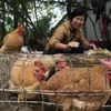 Gia cầm sống được bày bán tại một chợ ở miền nam Trung Quốc ngày 14/1. (Nguồn: AFP/TTXVN)