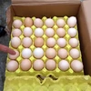 Số trứng gà không rõ nguồn gốc bị lực lượng chức năng lập biên bản, tịch thu. (Ảnh: Bùi Đức Hiếu/TTXVN)