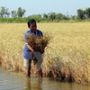 Cánh đồng lúa bị thiệt hại do xâm nhập mặn ở tỉnh Kiên Giang trong mùa khô 2016. (Ảnh: TTXVN)