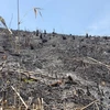 Hàng chục hecta rừng vừa bị tàn phá, đốt trụi cách đây 2 ngày. (Ảnh: Hưng Thịnh/TTXVN)
