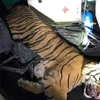 Thanh Hóa: Phát hiện xe cứu thương chở con hổ đông lạnh nặng 180kg