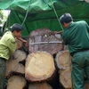 Một vụ vận chuyển gỗ quý trái phép bị phát hiện. (Nguồn: TTXVN)