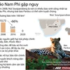 Loài báo Pardus ở Nam Phi có nguy cơ tuyệt chủng