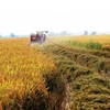 Nông dân ven sông Vàm Cỏ Đông thuộc xã Trí Bình, huyện Châu Thành thu hoạch lúa đông xuân. (Ảnh: Lê Đức Hoảnh/TTXVN)