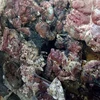 Khởi tố vụ án hất chất bẩn vào quầy bán thịt lợn ở Hải Phòng