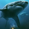 Nội dung bộ phim xoay quanh cuộc chiến kinh hoàng với cá mập.
