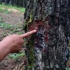 Rừng thông đặc dụng bị số đối tượng xấu dùng thủ đoạn khoan thân cây để bỏ hóa chất vào làm cây nhanh chết. (Ảnh: Quốc Việt/Vietnam+)