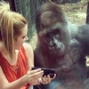 Lindsey Costello, 19 tuổi, chụp ảnh cùng chú khỉ đột Jelani. (Nguồn: Cbsnews)