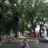 Thành phố Hồ Chí Minh sẽ di dời, đốn hạ 258 cây xanh trên đường Tôn Đức Thắng. (Ảnh: Thanh Vũ/TTXVN)