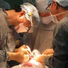 Bác sỹ Nagato Natsume (bên trái) khi tiến hành phẫu thuật cho một bệnh nhân Việt Nam. (Ảnh: Trần Thị Thu Hiền/TTXVN)