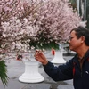 Người dân xem hoa anh đào Nhật Bản. (Ảnh: Lâm Khánh/TTXVN)