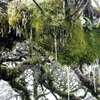 Nhũ băng trên những cành cây cổ thụ rong rêu. (Ảnh: Quốc Đạt/TTXVN)