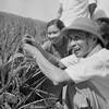 Thủ tướng Phạm Văn Đồng thị sát ruộng lúa năng suất cao của nhân dân xã Hải Anh, huyện Hải Châu, tỉnh Nam Hà tháng 6/1969. (Ảnh: Đức Như/TTXVN)