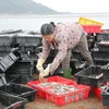 Hàng chục tấn cá trích được các thương lái thu mua ngay tại Cảng cá Cửa Sót. (Ảnh: Phan Quân/TTXVN)