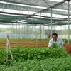 Sản xuất rau sạch trong nhà kính tại khu nông nghiệp công nghệ cao ở Bình Phước. (Ảnh: Nguyên Lý/TTXVN)