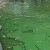 Mặt nước một số khu vực hồ Hoàn Kiếm xuất hiện lớp váng màu xanh. (Ảnh: Mạnh Khánh/Vietnam+)