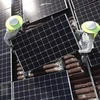 Lắp đặt các tấm pin năng lượng Mặt Trời của Công ty năng lượng Goldin. (Nguồn: AFP/TTXVN) 