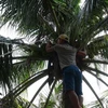 Thu hoạch dừa (Ảnh minh họa. Nguồn: TTXVN)