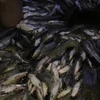 Cá nuôi chết nổi trắng bè trên sông La Ngà. (Ảnh: Sỹ Tuyên/TTXVN)