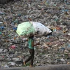 Bãi rác thải nhựa ở New Delhi ngày 30/5. (Nguồn: AFP/TTXVN)