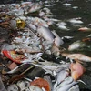 Hơn 300kg cá chết tại hồ Tây sau đợt nắng nóng, bốc mùi khó chịu