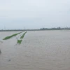 Nhiều cánh đồng lúa mới gieo, cấy tại huyện Nghĩa Hưng (Nam Định) bị ngập sâu. (Ảnh: Văn Đạt/TTXVN)