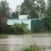 Nhiều diện tích lúa, ngô, rau màu, khu dân cư... ở Nghệ An bị ngập do mưa lũ. (Ảnh: Nguyễn Văn Nhật/TTXVN)