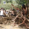 Lực lượng cứu hộ và người dân bản Tủ xã Sơn Lương, huyện Văn Chấn đang đào bới cây cối và đất đá để tìm người mất tích. (Ảnh: Việt Dũng/TTXVN)