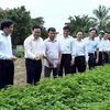 Phó Thủ tướng Vương Đình Huệ thăm mô hình trồng rau sạch của gia đình ông Lê Minh Điều tại Đội 5, xã Thanh Hưng, huyện Điện Biên. (Ảnh: Phan Tuấn Anh/TTXVN)