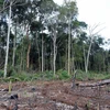 Nhiều diện tích đất rừng trên lâm phần giao cho Hợp tác xã Hợp Tiến bị đánh giá là... không có rừng. (Ảnh: Hưng Thịnh/TTXVN)