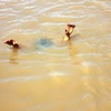 Đắk Lắk: Hai mẹ con bị đuối nước khi đi giặt quần áo ở ao