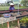 Nông dân thành phố Sa Đéc chuẩn bị hoa phục vụ Tết Nguyên đán Kỷ Hợi 2019. (Ảnh: Nguyễn Văn Trí/TTXVN)