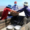 Ngư dân ở xã Quảng Công, huyện Quảng Điền chuyển cá từ thuyền lên bờ để bán. (Ảnh: Hồ Cầu/TTXVN)