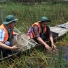 Trải nghiệm một ngày làm ngư dân tại Vườn quốc gia Tràm Chim ở huyện Tam Nông, tỉnh Đồng Tháp. (Ảnh: Chương Đài/TTXVN)